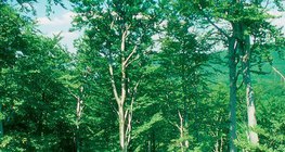 Букова гора