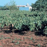 Terra Rossa, типичната почва на варовиковите райони