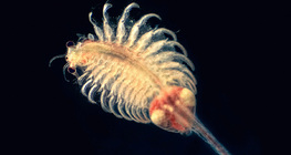 Морски филопод