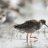 Бойник (птица)