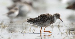 Бойник (птица)