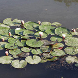 Бяла водна лилия