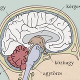 Az agyvelő hosszmetszeti képe