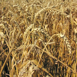 Пшеница