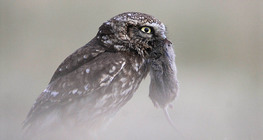 Домашна кукумявка с уловената от нея полевка