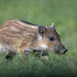 Диво прасенце