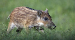 Диво прасенце