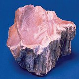 Опализирано дърво