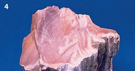 Опализирано дърво