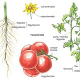 A paradicsom kétszikű növény 