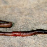 Дъждовен червей