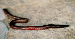 Дъждовен червей