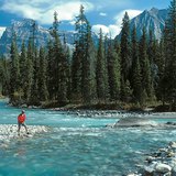 Тайгата в Канада