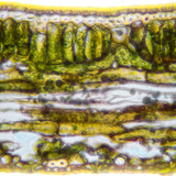 Напречен разрез на петура