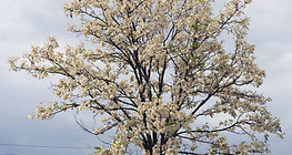 Цъфтяща акация