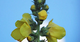 Висок лопен