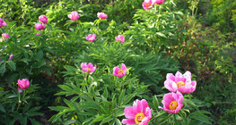 Цветовете на шипката