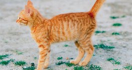 Котка