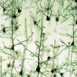 Невроните на мозъчната кора