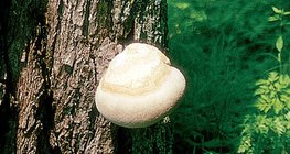 Дървесна гъба