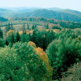 Широколистните гори са естественото зелено покритие на земната повърхност в зоните с умерен климат.