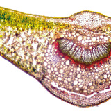 Leaf cross section with vein