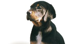 Унгарско гонче