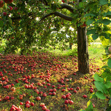 Ябълково дърво