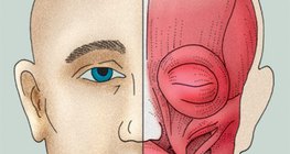 Лицеви (или мимически) мускули