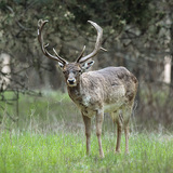 Елен лопатар