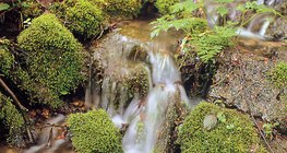 Възглавница от мъх