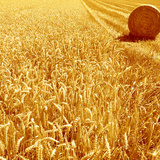 Пшеница