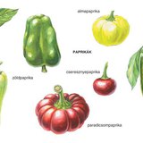 A paprika virága és termése