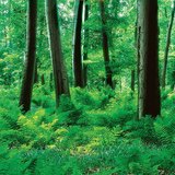 Гора с гъста папрат