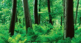 Гора с гъста папрат