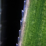 Ръб на трева