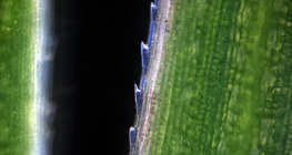 Ръб на трева