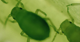 Листни въшки