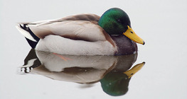 Зеленоглава патица