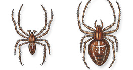 Паяк кръстоносец (мъжки и женски)