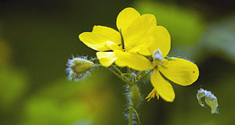 Змийско мляко