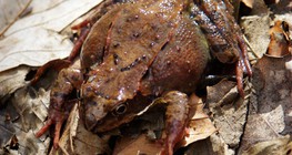 Горска жаба