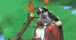 Майски бръмбар