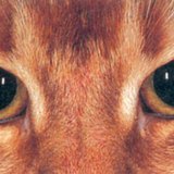 Очите на котката през нощта