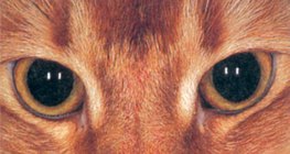 Очите на котката през нощта