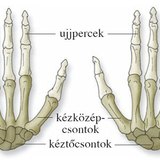 A kéz csontjai