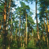 Борова гора