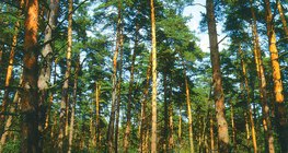 Борова гора