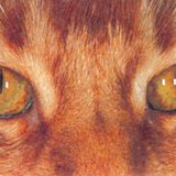 Очите на котката през деня