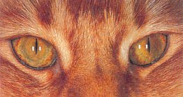 Очите на котката през деня